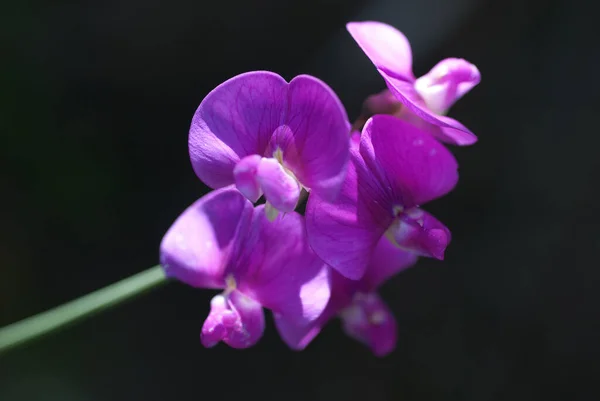 Eine Nahaufnahme Von Blühenden Rosa Lila Orchideen — Stockfoto