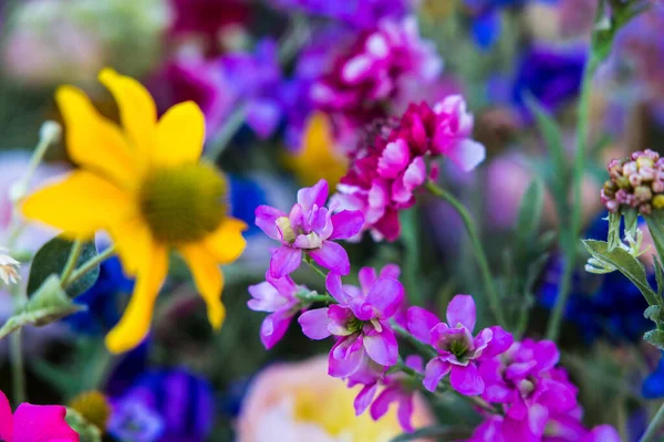 Una Hermosa Foto Surtido Flores Colores Que Florecen Jardín Botánico — Foto de Stock