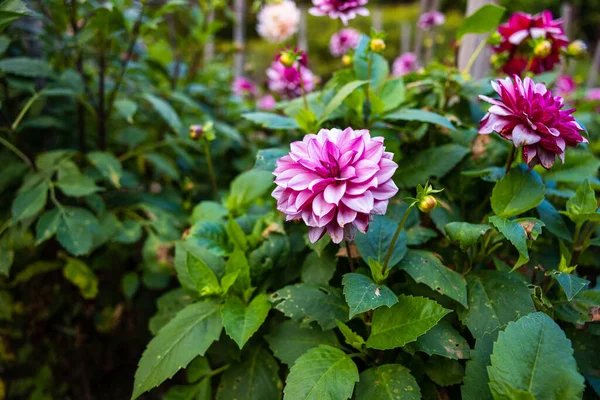 Closeup Shot Beautiful Pink Dahlia Flowers Blooming Garden — Fotografia de Stock