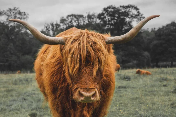 Closeup Highland Cow Meadow Scotland — Stock Photo, Image