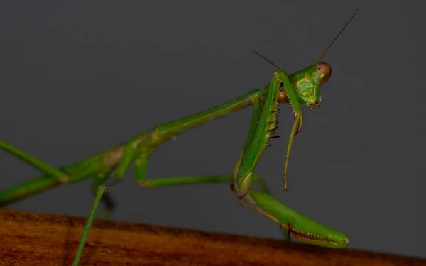 Primo Piano Una Praying Mantis Una Superficie Legno Australia — Foto Stock