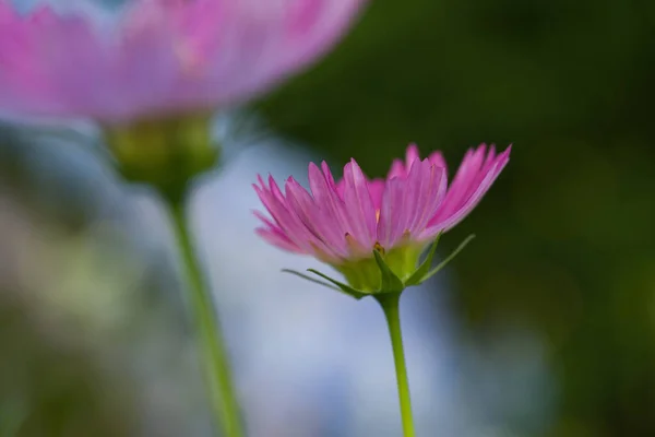 Closeup Shot Beautiful Cosmo Blooming Garden — Stock Photo, Image