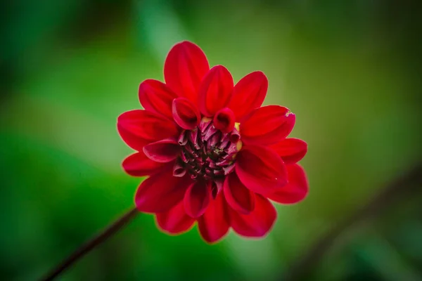 Macro Shot Beautiful Flower Outdoors — Stock Fotó