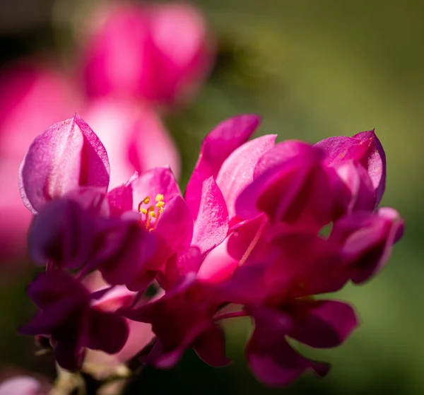 Close Belas Flores Rosa Touch — Fotografia de Stock