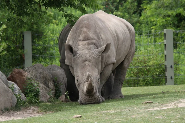 Une Vue Panoramique Rhinocéros Dans Zoo — Photo