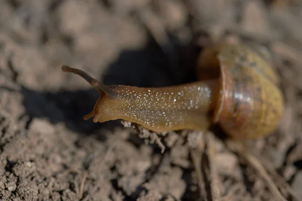 Selective Focus Shot Snail Ground Belianske Tatras Slovakia — Stock Photo, Image