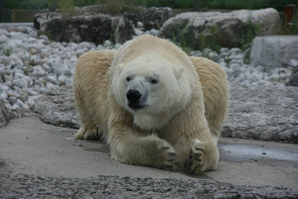 Zbliżenie Ujęcia Białego Niedźwiedzia Polarnego Zewnątrz — Zdjęcie stockowe