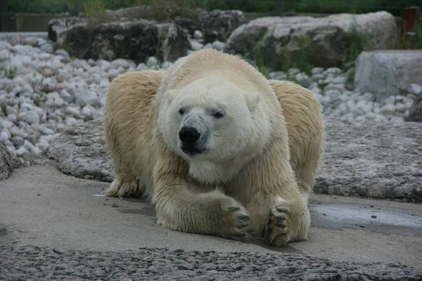 屋外で白いホッキョクグマのクローズアップショット — ストック写真