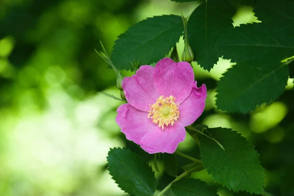 Closeup Shot Beautiful Wild Rose Blooming Garden — Stockfoto