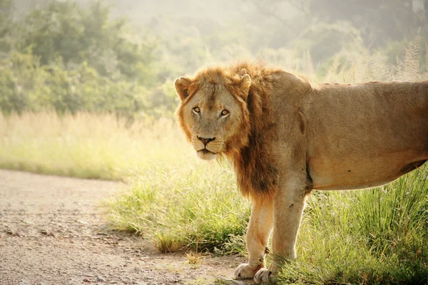 Ein Wunderschöner Majestätischer Löwe Geht Auf Einem Feld — Stockfoto