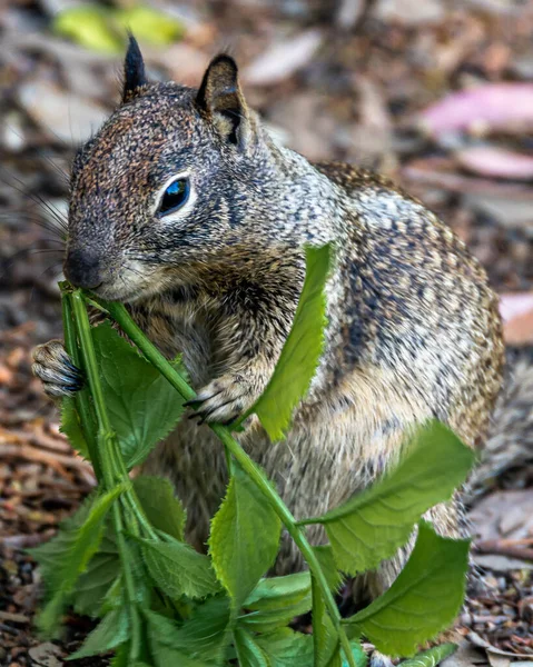 Closeup Squirrel Holding Chewing Plant — Stock Photo, Image