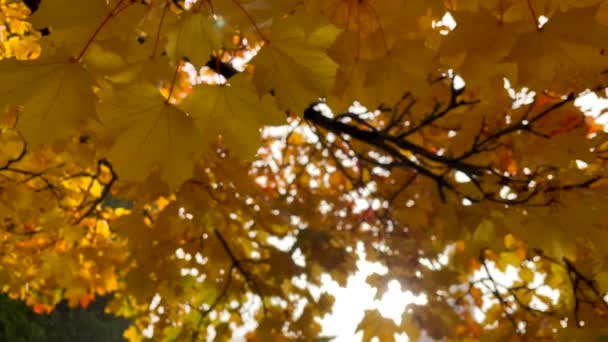 Ветви Листья Кленовых Деревьев Осенью — стоковое видео