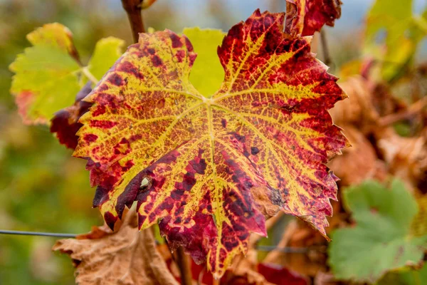 Closeup Colorful Autumn Leaves — Stock Photo, Image