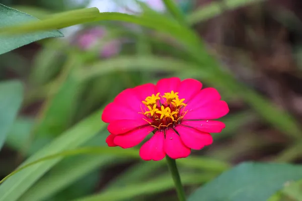 Ботанічному Саду Являється Фотографія Чудової Квітки Zinnia Angustifolia — стокове фото