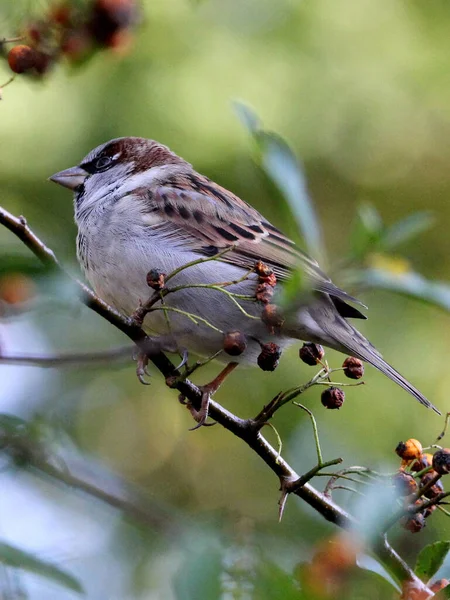 Gros Plan Moineau Perché Sur Une Branche Avec Des Baies — Photo