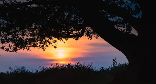 Magnifique Coucher Soleil Coloré Déroulant Derrière Silhouette Arbre Dans Parc — Photo