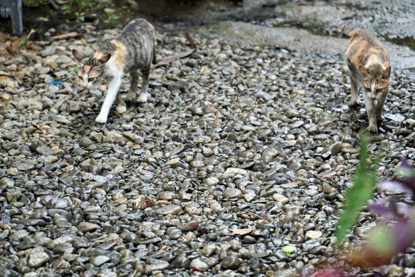 公園の地面に石の上を歩いている野良猫二匹 — ストック写真