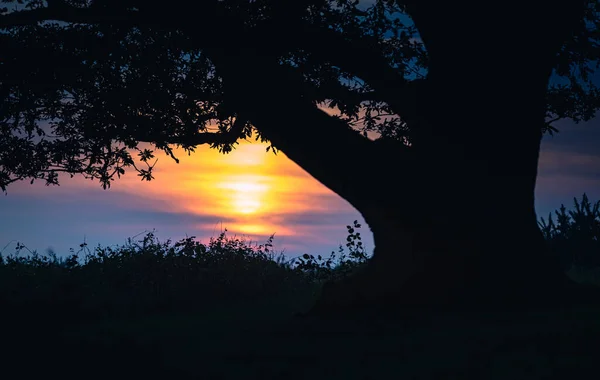 Belo Pôr Sol Colorido Desdobrando Atrás Silhueta Uma Árvore Parque — Fotografia de Stock