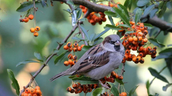 Gros Plan Moineau Perché Sur Une Branche Avec Des Baies — Photo