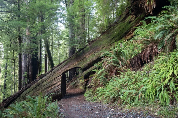 Een Wandelpad Omgeven Door Groen Het Redwood National Park Californië — Stockfoto