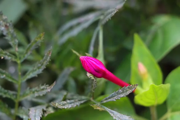 Gros Plan Une Belle Fleur Violette Dans Jardin Botanique — Photo