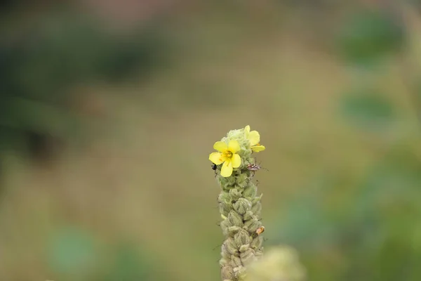 Eine Nahaufnahme Einer Blume Auf Verschwommenem Hintergrund Himalaya Kaschmir Indien — Stockfoto