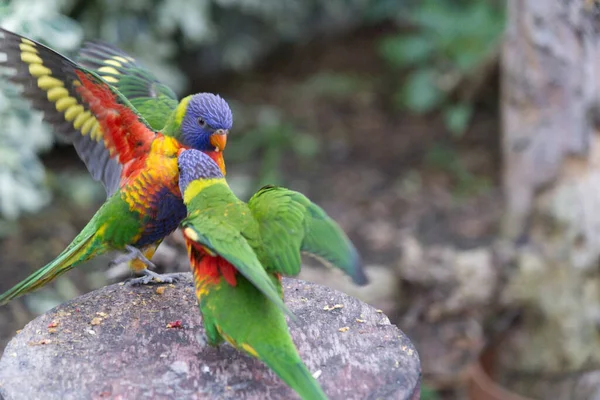 Une Loriquet Noix Coco Dans Jardin — Photo