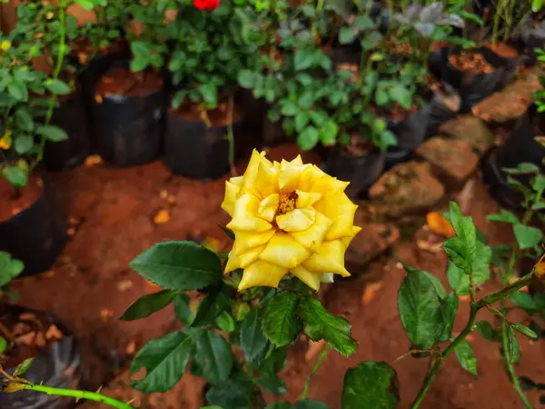 Een Mooie Gele Roos Tuin — Stockfoto