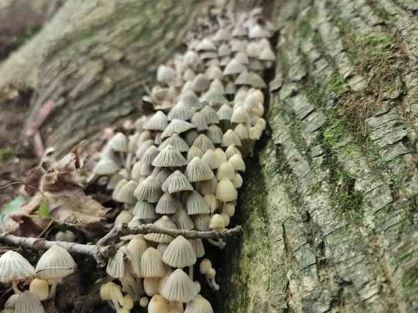 Coprinellus Disseminatus Виды Агарных Грибов Семействе Psathyrellaceae — стоковое фото