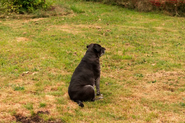 Черная Собака Сидит Траве — стоковое фото