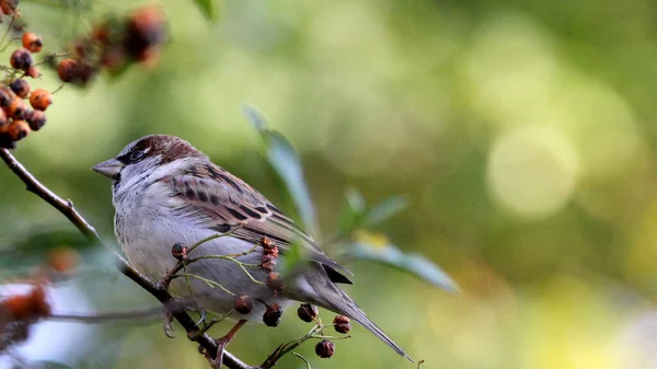 Großaufnahme Eines Sperlings Der Auf Einem Zweig Mit Vogelbeeren Hockt — Stockfoto