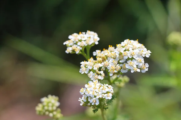 植物园里一朵美丽的白花的特写 — 图库照片