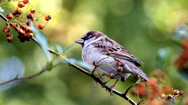 Closeup Sparrow Perched Branch Rowan Berries — Stock Photo, Image