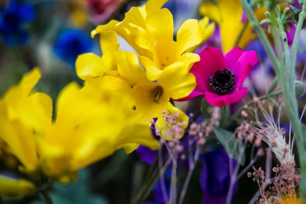 Μια Επιλεκτική Φωτογραφία Πολύχρωμα Λουλούδια Στον Κήπο — Φωτογραφία Αρχείου