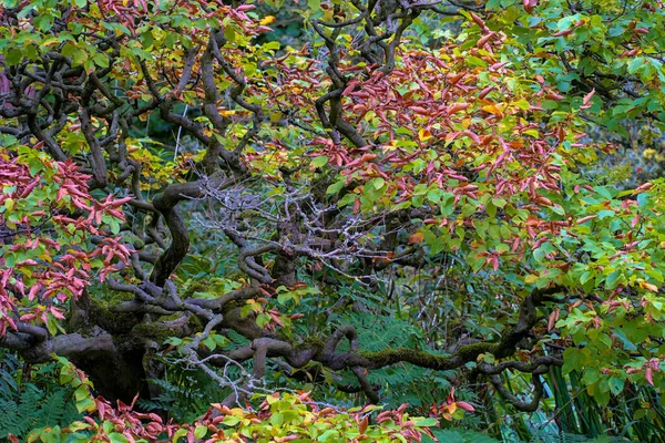 Uma Árvore Colorida Vegetação — Fotografia de Stock