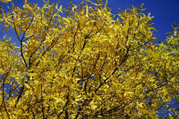 Eine Nahaufnahme Eines Baumes Mit Gelben Blättern — Stockfoto