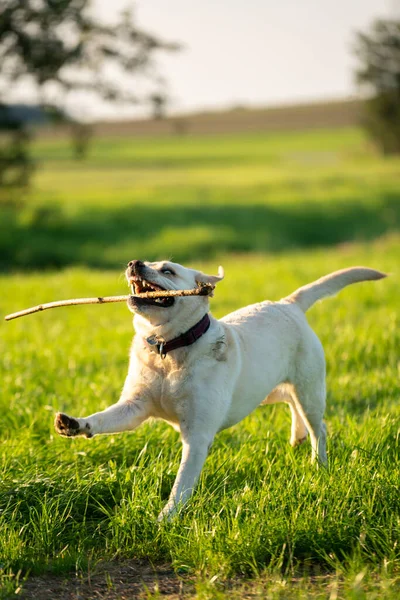 Chien Labrador Retriever Mignon Sur Terrain — Photo