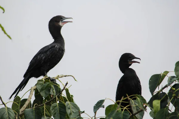 Cormorán Rama Verde — Foto de Stock