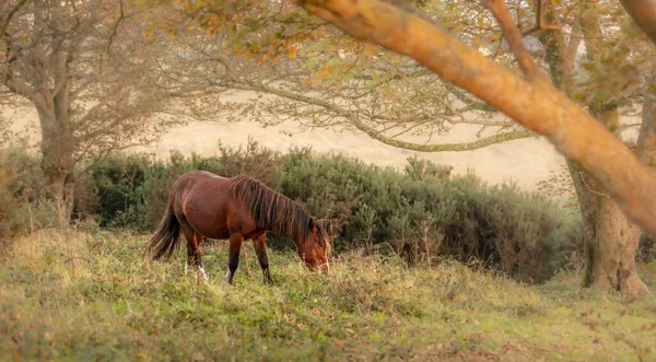 Beautiful Brown Horse Pasturing Cissbury Ring South Downs — Stock Photo, Image