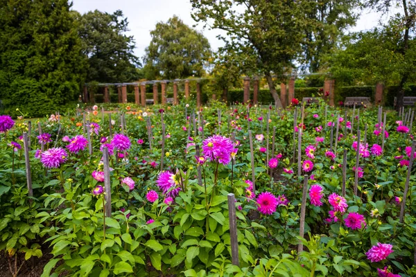 Zbliżenie Ujęcie Pięknych Purpurowych Dahlii Kwiaty Kwitnące Ogrodzie — Zdjęcie stockowe