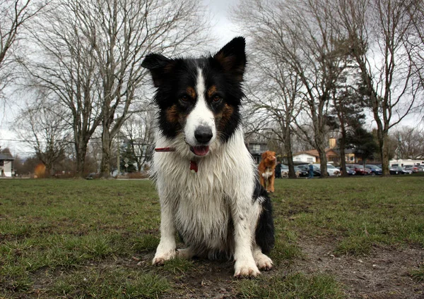 Simpatico Cane Seduto Nel Parco — Foto Stock