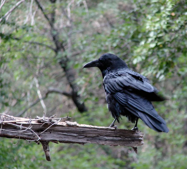 Selective Focus Shot Raven Perched Wood — Stock Photo, Image