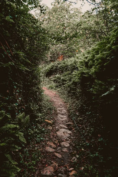 Sentier Étroit Dans Une Forêt Aux Arbres Verts — Photo