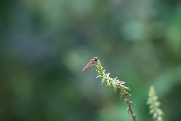 Primer Plano Una Abeja Una Planta Fondo Borroso Himalaya Cachemira —  Fotos de Stock