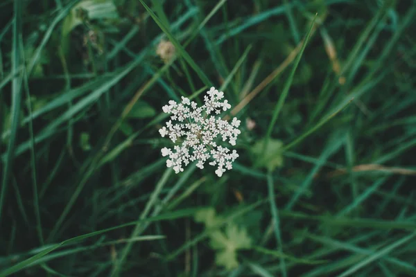 緑の草の中の小さな白い花 — ストック写真