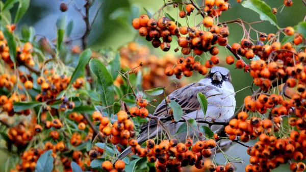 Gros Plan Moineau Perché Sur Une Branche Avec Des Baies — Photo