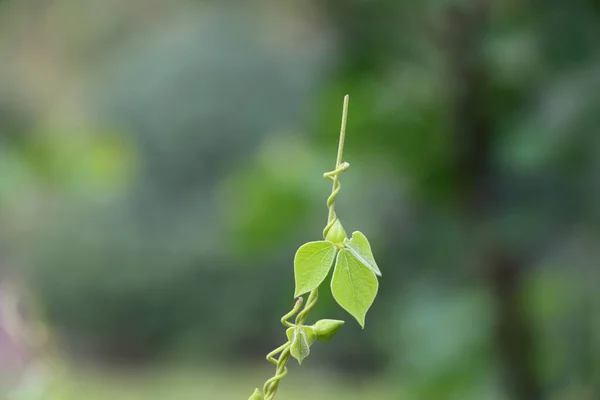 카슈미르 히말라야의 배경에 식물의 — 스톡 사진