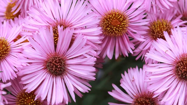 Ένα Κοντινό Πλάνο Από Όμορφα Ροζ Αστραφτερά Λουλούδια Ένα Γκαρντ — Φωτογραφία Αρχείου