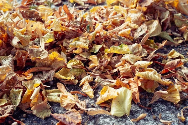 Dry Autumn Leaves Ground — Stock Photo, Image