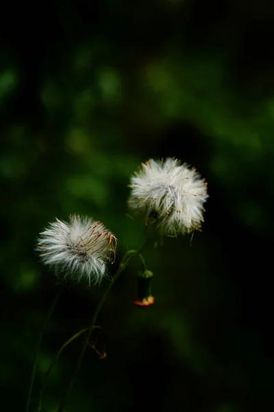 Tüylü Karahindiba Çiçeğinin Dikey Yakın Çekimi — Stok fotoğraf